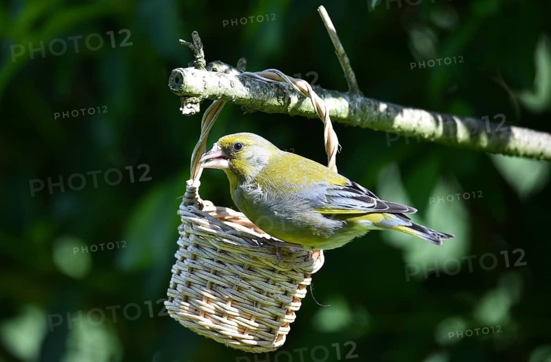 Greenfinch, (Chloris chloris) eats sunflower seeds from a basket