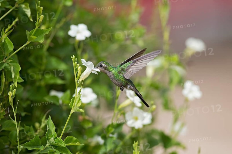 Cuban Emerald (Chlorostilbon ricordii) female flying and feeding at a flower, Cuba