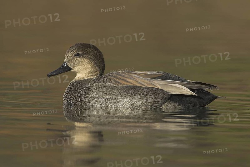 Gadwall (Mareca strepera) male, Ontario, Canada