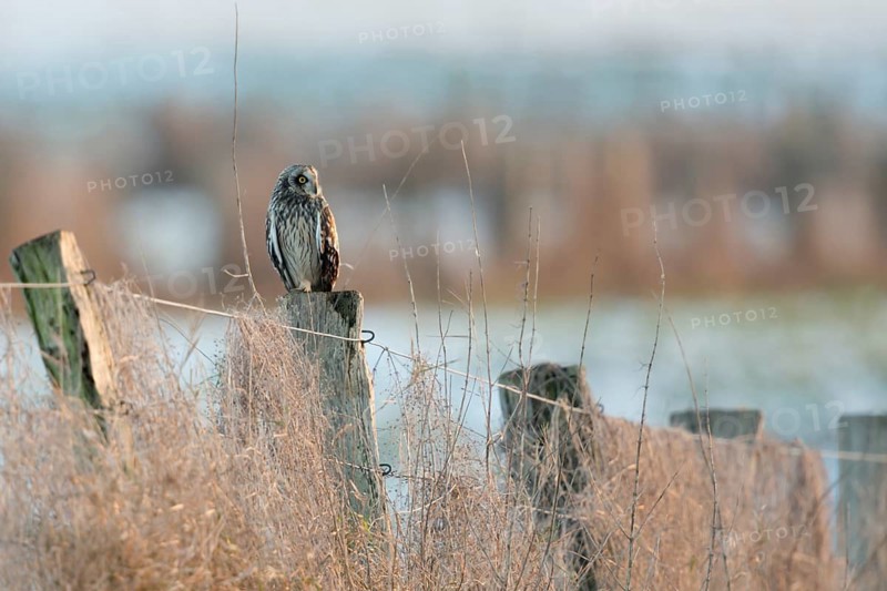 Short-eared Owl (Asio flammeus) perched on a pale, North Rhine-Westphalia, Germany