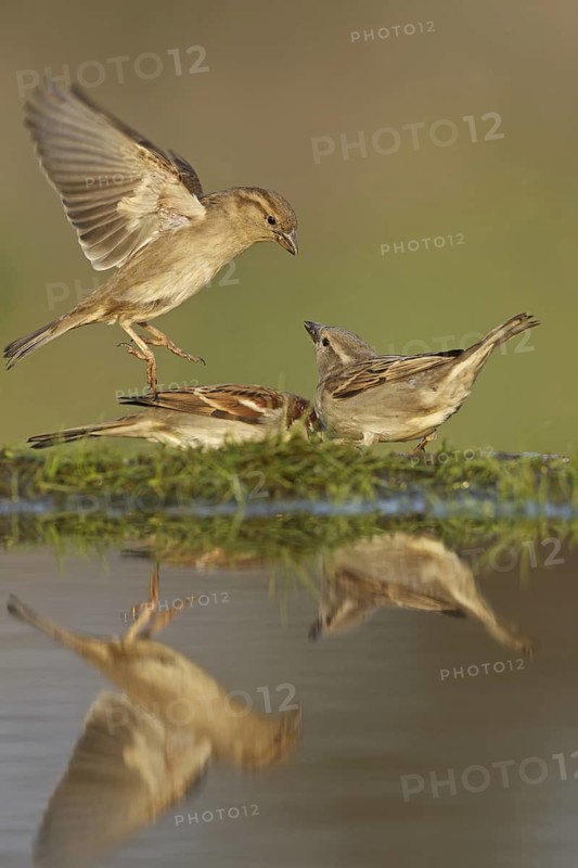 House Sparrow (Passer domesticus), Germany