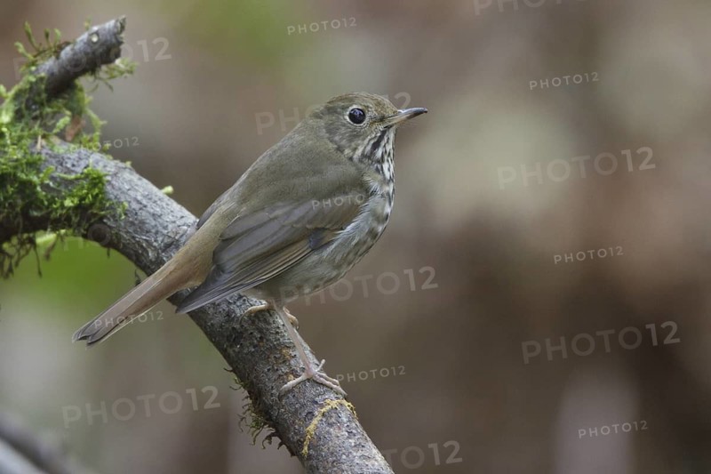 Hermit Thrush (Catharus guttatus), British Columbia, Canada