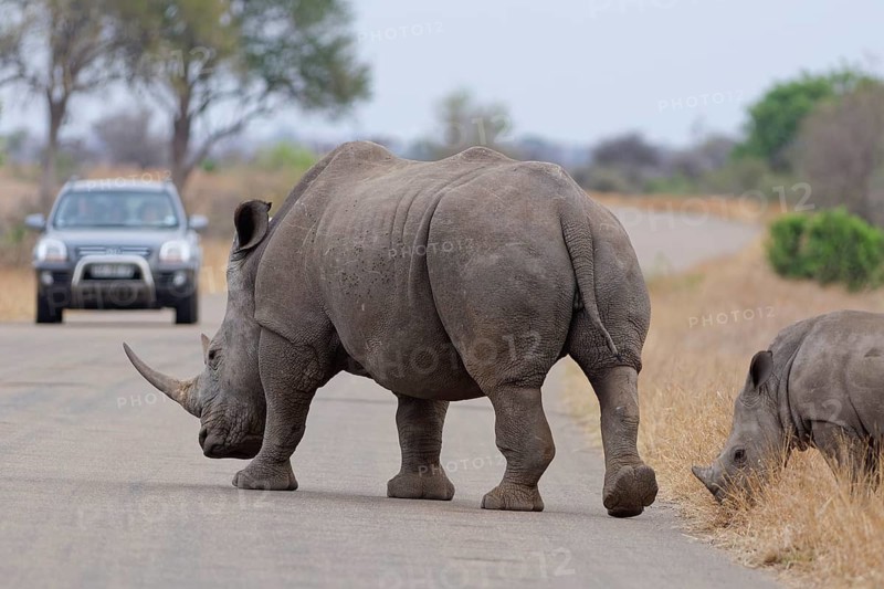 Southern white rhinoceroses (Ceratotherium simum simum), mother with calf, crossing the asphalt road, facing a stationary car, Kruger National Park, South Africa