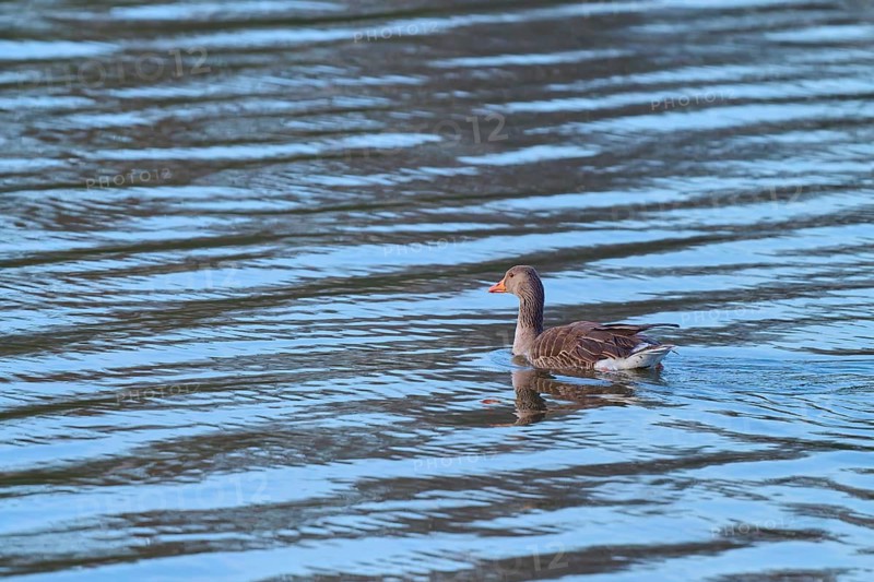 A goose swims on a calm body of water with reflection, greylag goose (Anser anser), spring, bird island, Altmühlsee, Muhr am See, Gunzenhausen, Franconian Lake District, Bavaria, Germany