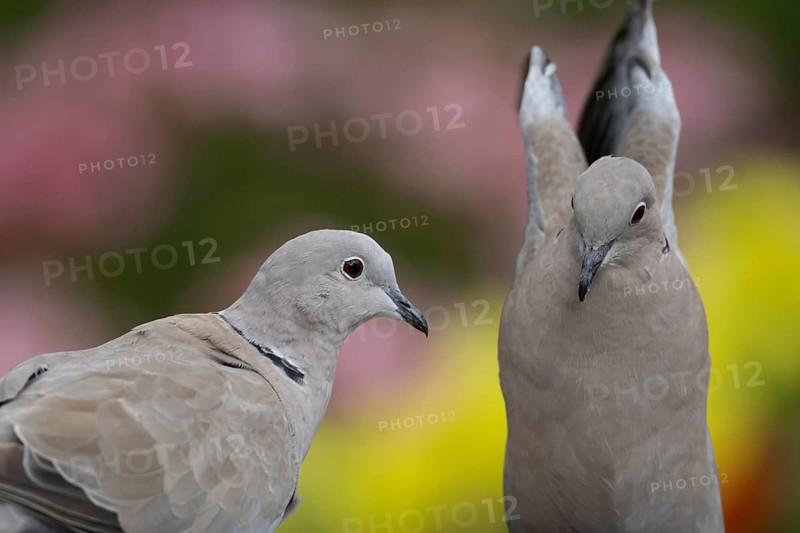 Collared dove (Streptopelia decaocto) two adult birds in a garden, England, United Kingdom