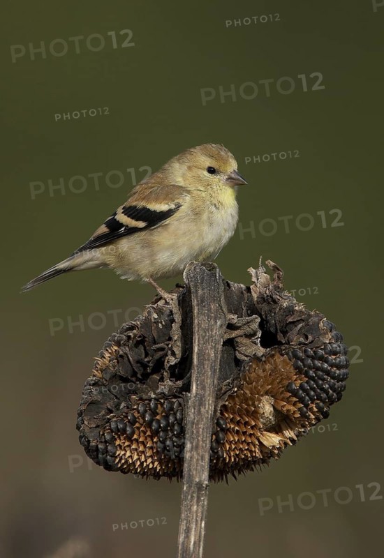 American Goldfinch (Spinus tristis), Ohio, USA