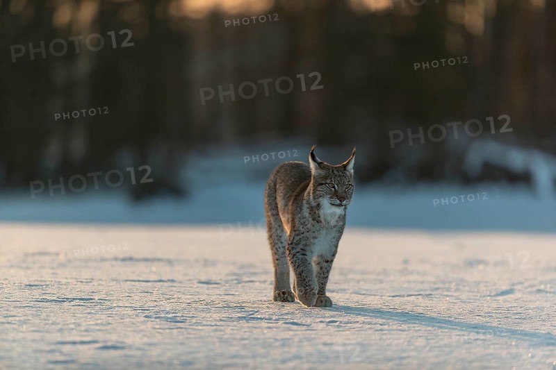 One young male Eurasian lynx, (Lynx lynx), walking over a snow covered meadow in backlight condition with a forest in the background in early morning light