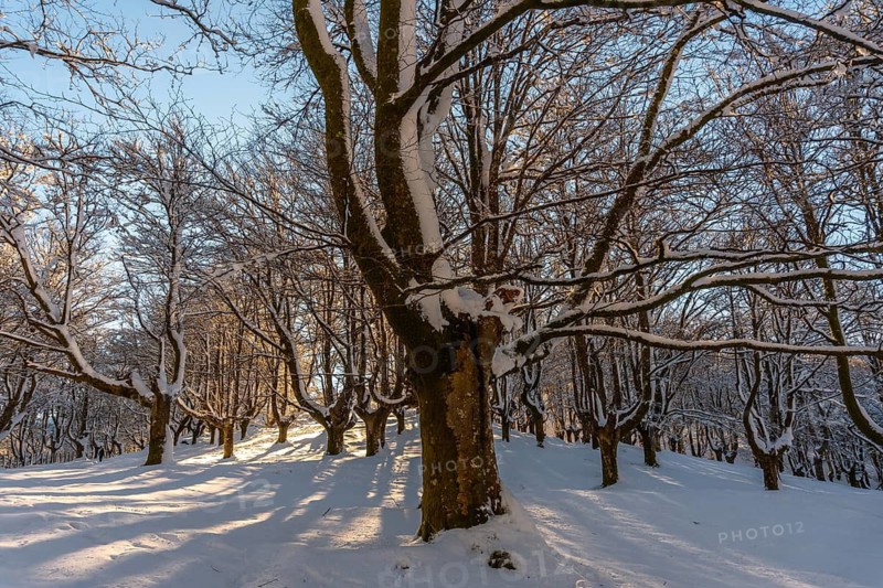 The Oianleku natural park at sunrise, snowy beech forest in the town of Oiartzun in Peñas de Aya, Gipuzkoa. Basque Country