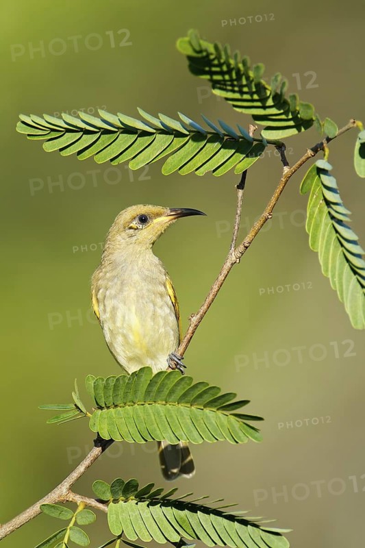Brown Honeyeater (Lichmera indistincta), Northern Territory, Australia