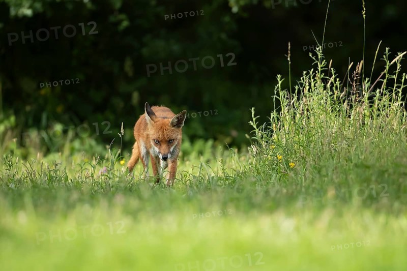 Red fox (Vulpes vulpes) adult animal in grassland countryside in the summer, England, United Kingdom