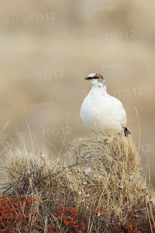 Rock Ptarmigan (Lagopus muta) male, Myvatn, Iceland