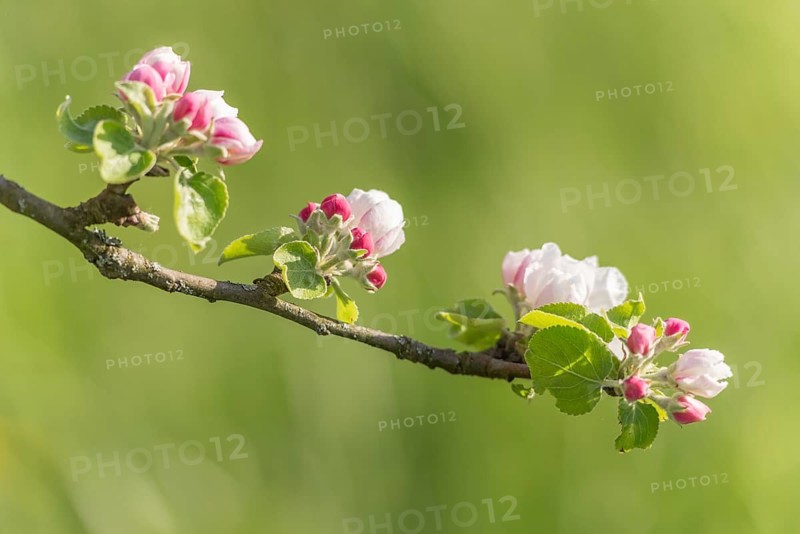 Apple blossoms on a branch on a sunny spring day. Bas Rhin, Alsace, France