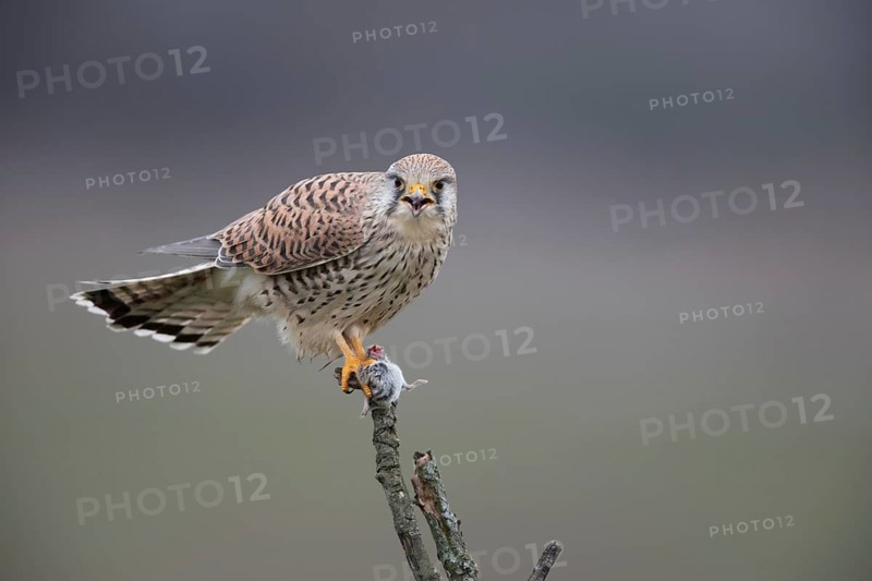 Common Kestrel (Falco tinnunculus) female perched on a branch with a captured mouse in its claws, North Rhine-Westphalia, Germany