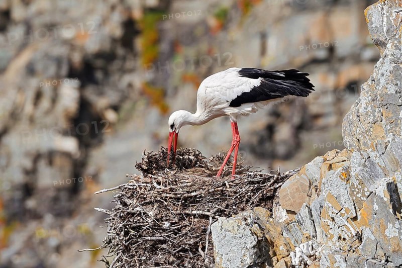 A white stork (Ciconia ciconia) stands on a nest on the rocky coast, Parque Natural do Sudoeste Alentejano e Costa Vicentina, Alentejo, Portugal