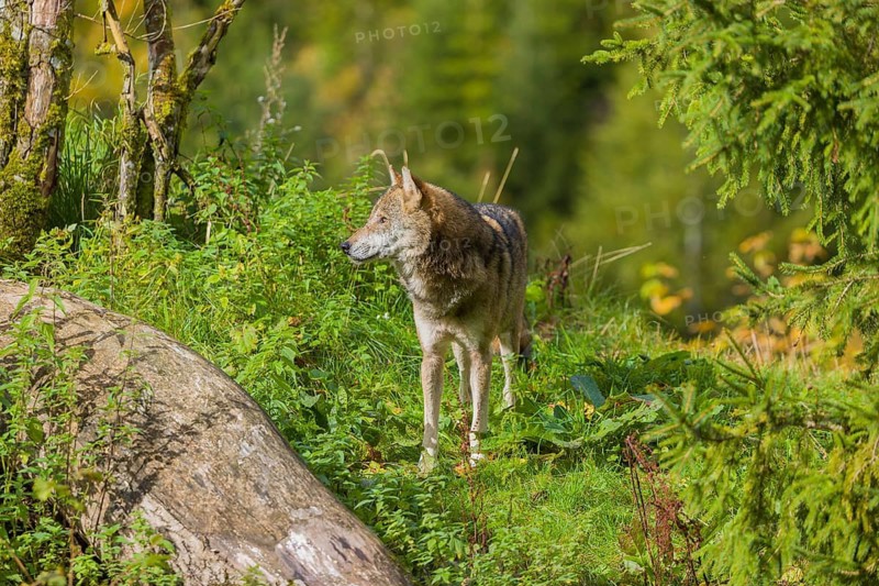 One eurasian gray wolf (Canis lupus lupus) standing in green vegetation. Some fall colours in the background