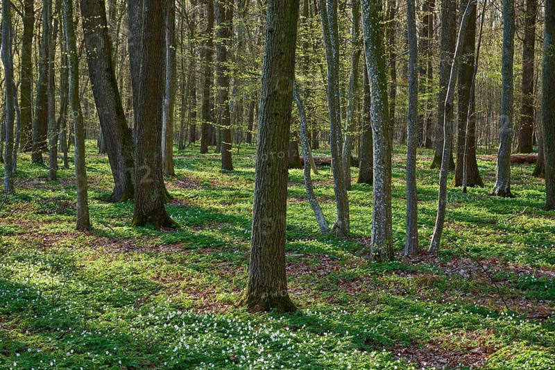 Spring forest with green background, trees in bright light, spring, wood anemones, Gunzenhausen, Middle Franconia, Bavaria, Germany