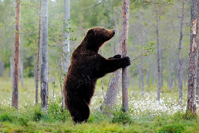 Bear standing, sit up on its hind legs, somerr forest with cotton grass. Dangerous animal in nature forest and meadow habitat. Wildlife scene from Finland near Russian border