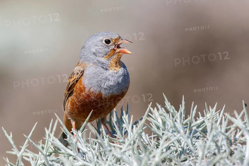 Cretzschmar's Bunting (Emberiza caesia) male singing, Lesvos, Greece