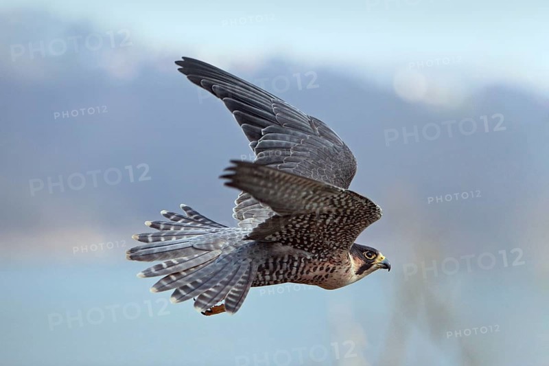 Wanderfalke; lat. Falco peregrinus; im Aktivflug über dem Edersee