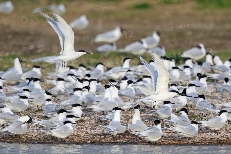 Sandwich Tern (Thalasseus sandvicensis) group, Netherlands