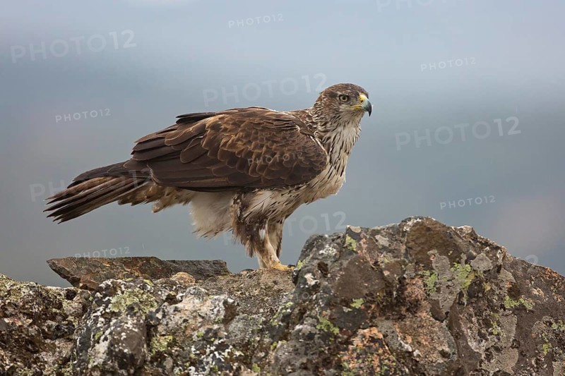 Bonelli's Eagle (Aquila fasciata), Extremadura, Spain