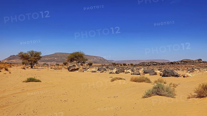 Sandy desert area with scattered rocks and trees under a clear sky, The landscape of the Sahara in Algeria