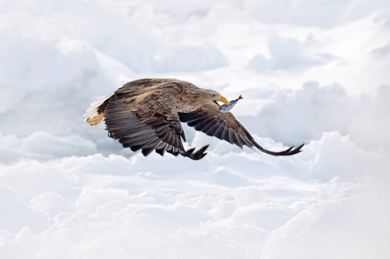 Flight White-tailed eagle, Haliaeetus albicilla, Hokkaido, Japan. Action wildlife scene with ice. Eagle in fly. Eagle fight with fish. Winter scene with bird of prey. Big eagles, snow sea