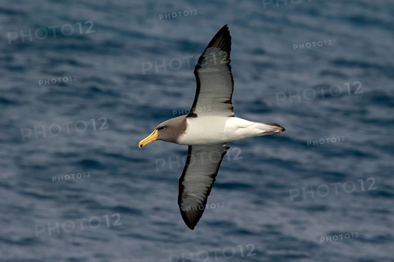 Chatham Albatross (Thalassarche eremita) flying, South Pacific Ocean, New Zealand