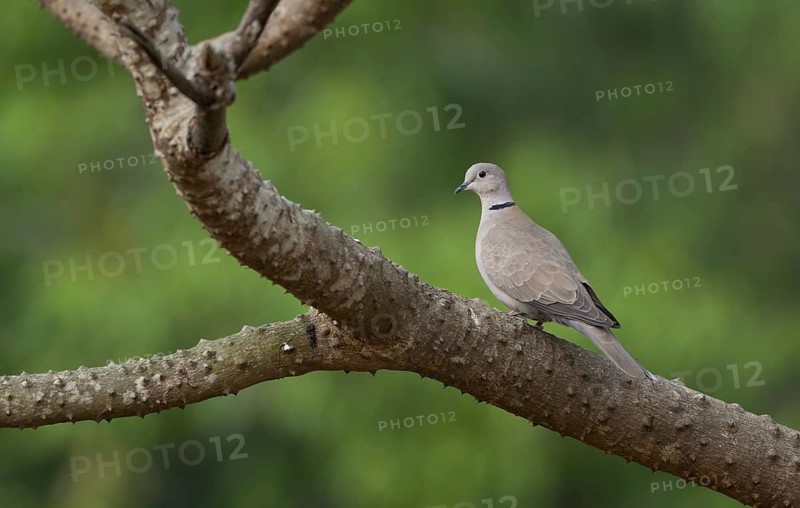 An Eurasian collared dove (Streptopelia decaocto), Sreepur, Gazipur, Bangladesh