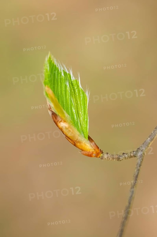 Close-up of European beech (Fagus sylvatica) shoots in a forest in spring, Bavaria, Germany