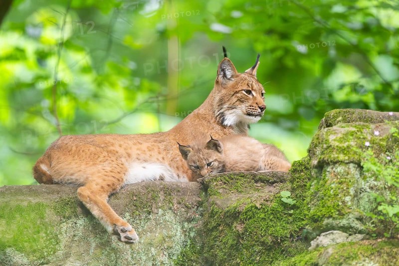 Eurasian lynx (Lynx lynx) mother with her youngsters (cubs) in a forest, Bavaria, Germany