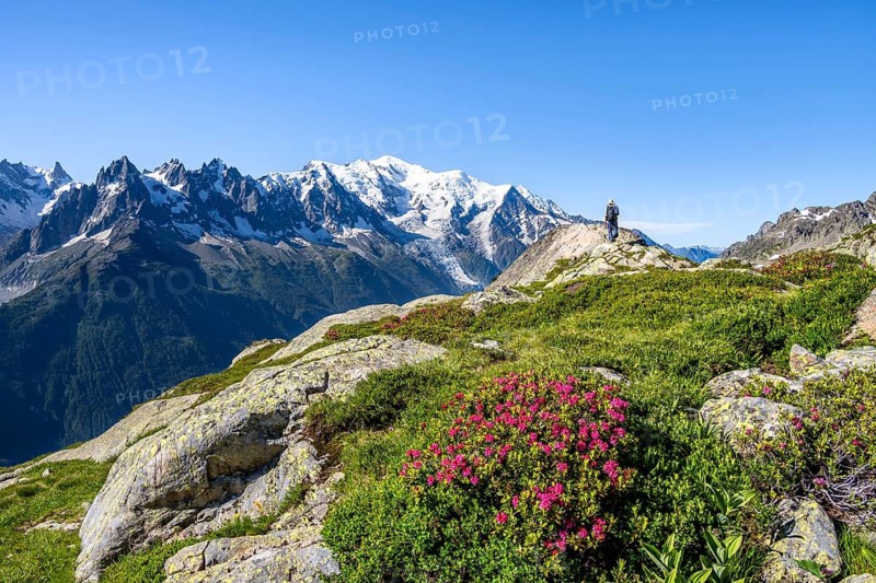 Mountaineer in mountain landscape with alpine roses, mountain panorama with glaciated summit of Mont Blanc, Mont Blanc massif, Aiguilles Rouges, Chamonix-Mont-Blanc, Haute-Savoie, France