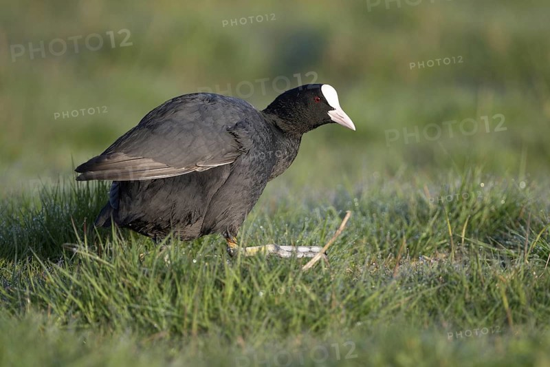 Blaessralle, Blaesshuhn (Fulica atra), Coot, Altvogel, April, Insel Texel, Nordholland, Nordsee, Niederlande