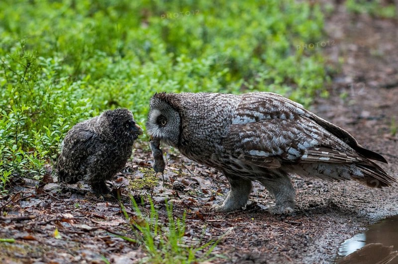 Bearded Owl, Finland, Great Grey Owl, Strix Nebulosa, Prey, Birds, Capture, Owls, Feeding, Female, Feeding, Adolescent, Juvenile, Owls, Strigiformes, Birds, Female