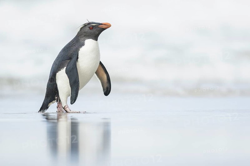 Rockhopper Penguin (Eudyptes chrysocome) on a beach in the Falkland Islands