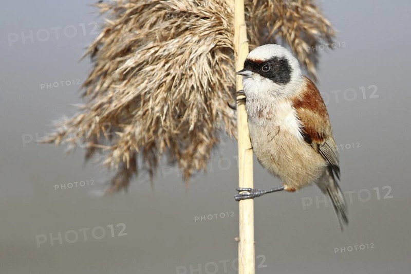 Eurasian Penduline Tit (Remiz pendulinus) male, Aargau, Switzerland