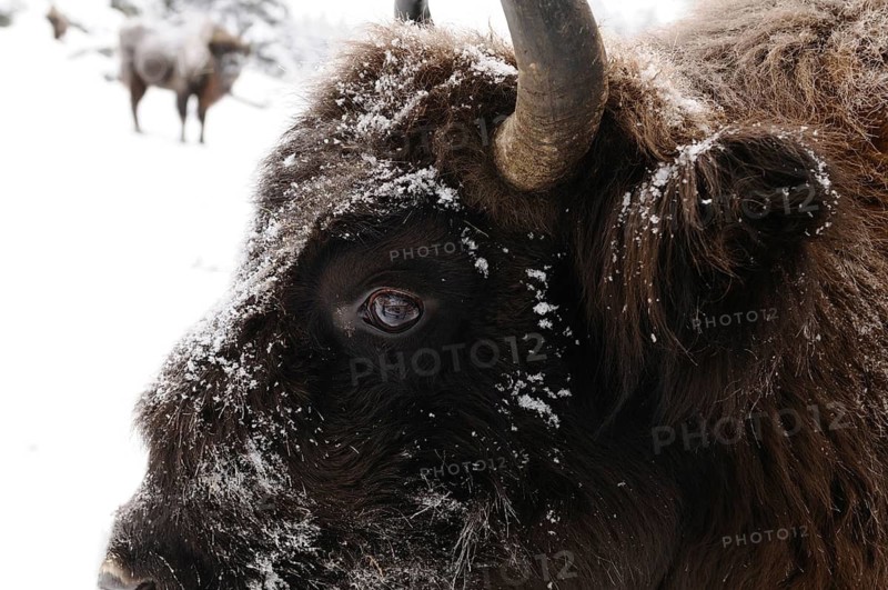 Close-up of a bison with snow-covered fur in a wintry environment, bison (Bos bonasus), Bavarian Forest National Park, Bavaria