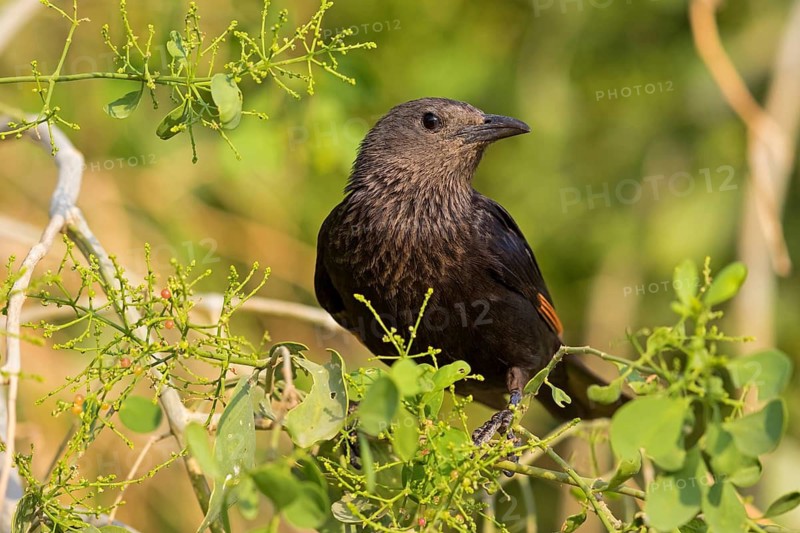 Tristram's starling, (Onychognathus tristram) i, Rufipenne de Tristram, biotope, habitat, foraging, animals, birds, starling, starlings, Israel