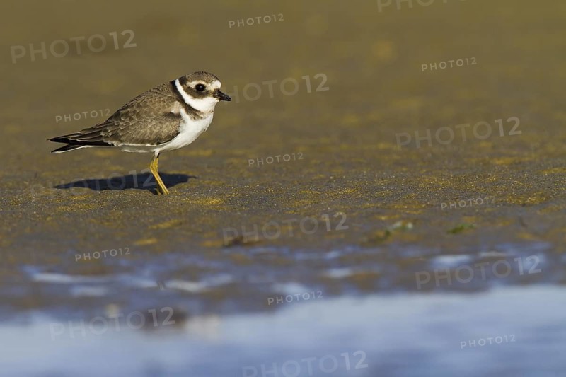 Common Ringed Plover (Charadrius hiaticula) juvenile, Andalusia, Spain