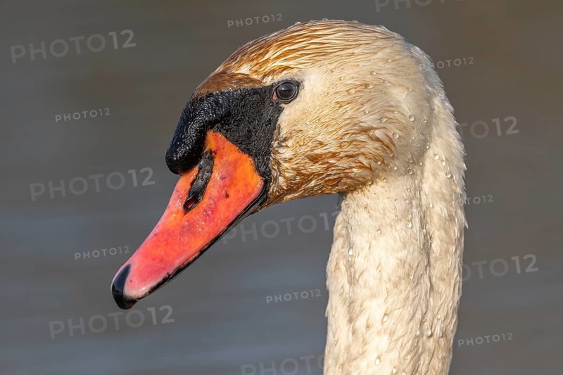 Mute swan (Cygnus olor) portrait on the water of a lake. Bas-Rhin, Alsace, Grand Est, France
