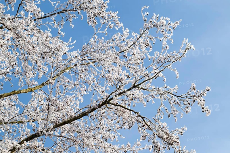 Black alder (Alnus glutinosa), branches, twigs and fruit clusters with hoarfrost, blue sky, Thuringia, Germany