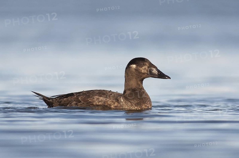 Surf Scoter (Melanitta perspicillata) female, California, USA