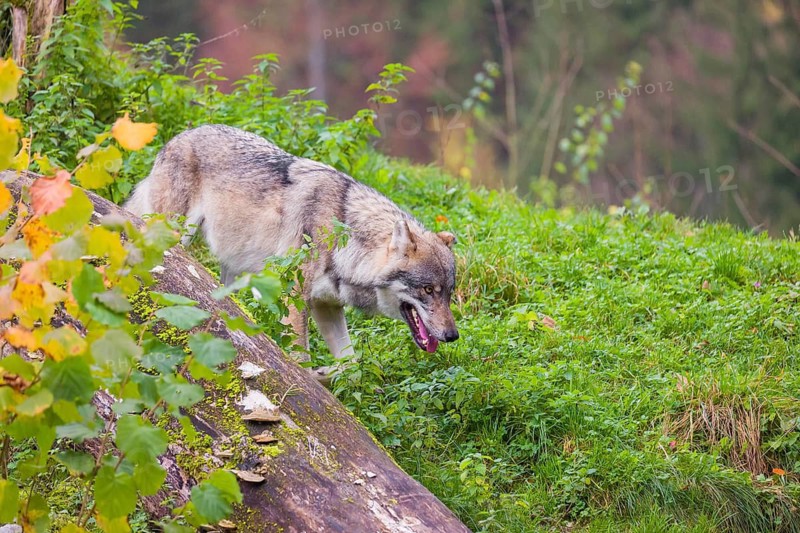 An adult male Eurasian gray wolf (Canis lupus lupus) runs down a hill