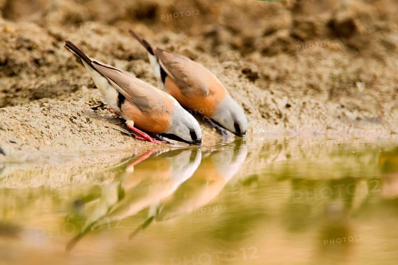 Black-throated Finch (Poephila cincta), Queensland, Australia