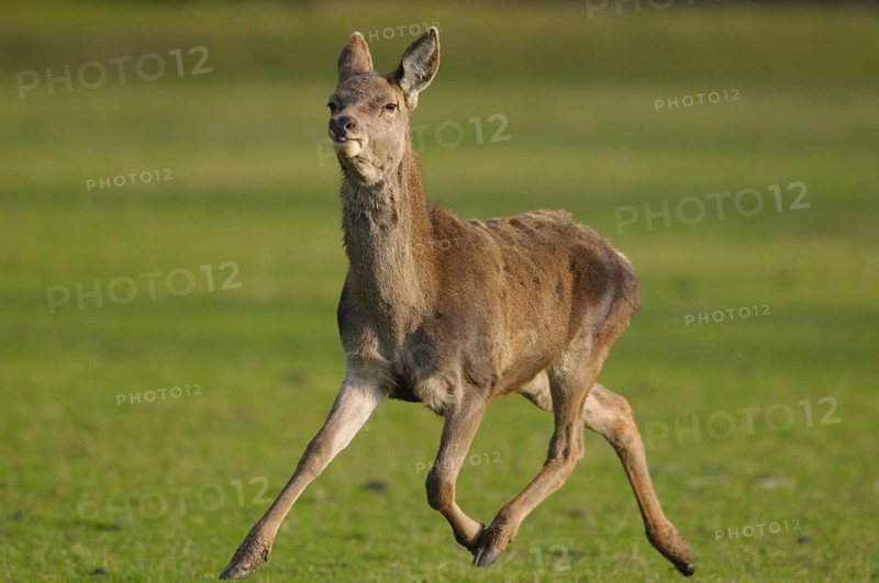 A roe deer running across a green meadow in a natural environment, red deer (Cervus elaphus), Bavaria