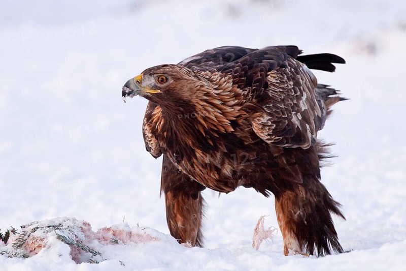Golden Eagle (Aquila chrysaetos) female, Finland