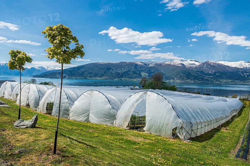 Sognefjord at Vangsnes, fruit-growing under plastic, view to the north bank of the Sognefjords, Sogn og Fjordane, Norway