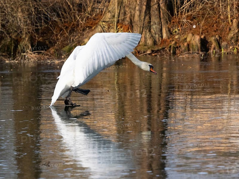 Mute Swan (Cygnus olor), walking across a frozen lake in its breeding territory, in a threatening posture, approaching a Canada Goose, Hesse, Germany