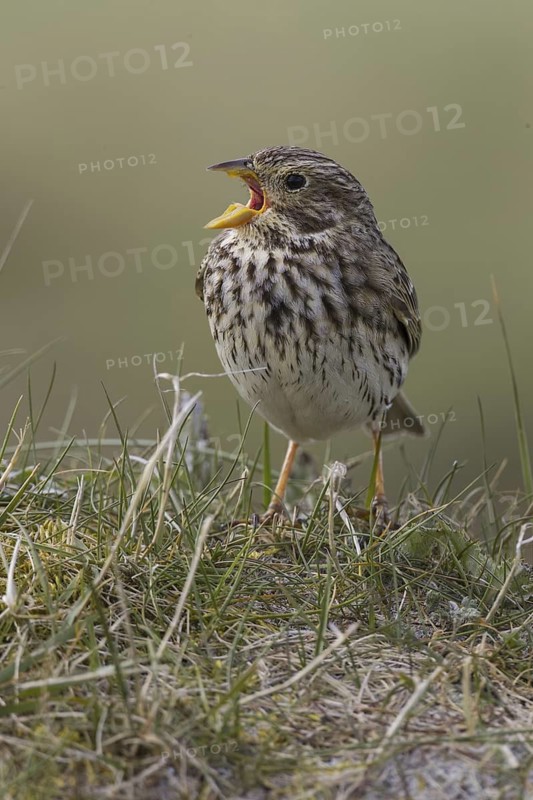 Corn Bunting (Emberiza calandra) male singing, Scotland, United Kingdom