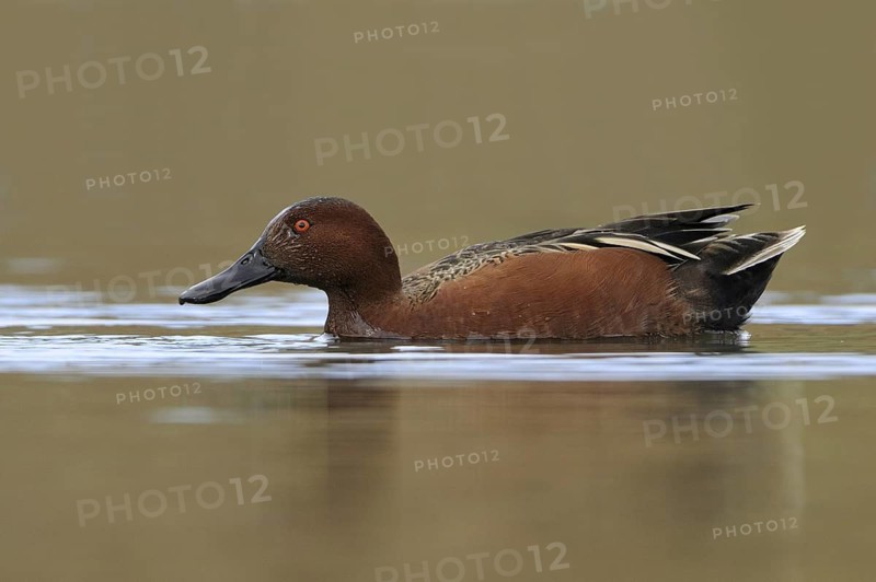 Cinnamon Teal (Spatula cyanoptera) male, Texas, USA